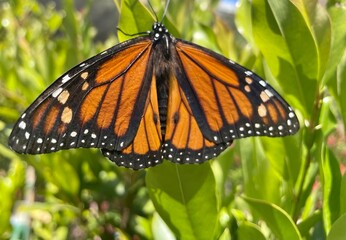 monarch butterfly on a flower