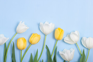 Bouquet of white tulips on blue background.