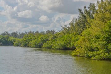 Obraz premium The Mangroves in Round Island Riverside Park on the Indian River at Vero Beach, Indian River County, Florida