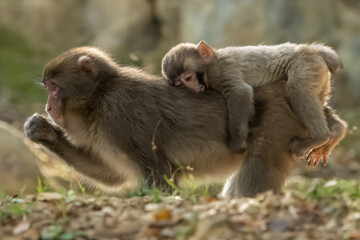 Finally the little monkey has fallen into a sleep on his friend's back.