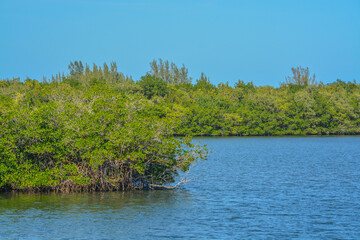The Mangroves in Round Island Riverside Park on the Indian River at Vero Beach, Indian River County, Florida