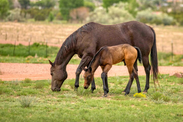 Mare and foal grazing