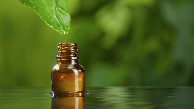 Juice dripping from leaf into bottle close-up, plant oil. Making aroma serum on green background. Dropping liquid extract, skincare routine, treatment essence oil, spa concept. Traditional medicine.