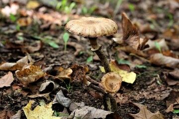 mushroom in the forest
