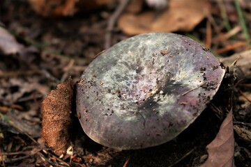 mushroom in the forest