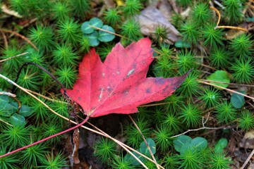 red maple leaf on the grass