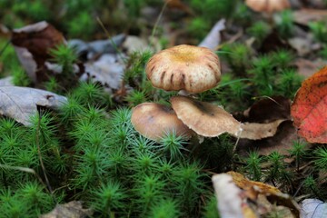 Forest floor view 