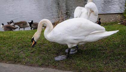 Swans on the shores of Boating Lake