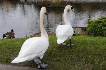 swans on the lake