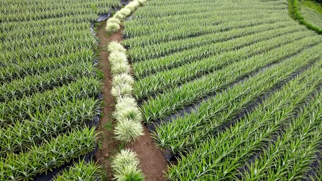 Plantaci&oacute;n de Pi&ntilde;a | Pineapple