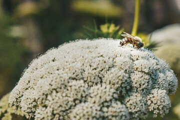 bumblebee