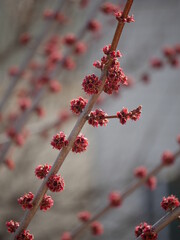 branch of a currant