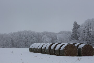 Hay bales in a winter landscape  