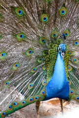 Obraz premium Image of a bird animal made in a zoo in Brazil