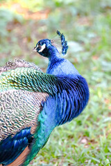 Fototapeta premium Image of a bird animal made in a zoo in Brazil