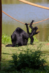 Image of a monkey animal made in a zoo in Brazil