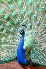 Obraz premium Image of a bird animal made in a zoo in Brazil