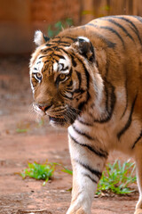 Image of tiger animal made in a zoo in Brazil