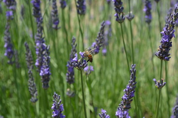 Naklejka premium Lavender field