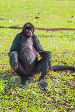 Image of a monkey animal made in a zoo in Brazil