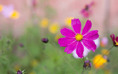 Fototapeta premium pink kosmeya