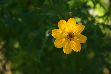 Cosmos sulphureus