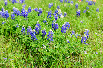 Blue Bonnets in a Texas field during a wonderful spring day.