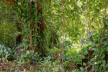 Fototapeta premium raiatea - polynesie francaise - foret de mape (chataigne de tahiti)