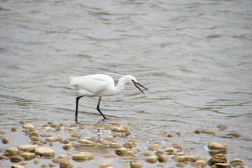 분홍부리 귀한 백로