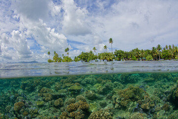 Raiatea polynesie francaise - motu (petit ilot ) dans le lagon de tahaa