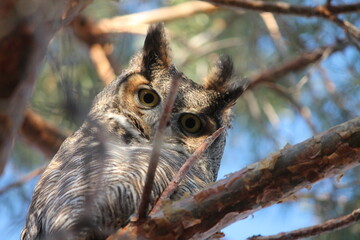 Staring contest with an owl