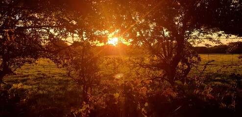 sunset in a field