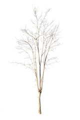 Fototapeta na wymiar dry dead trees in autumn isolated on white background