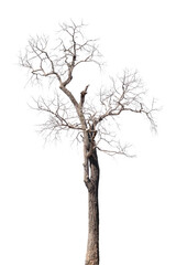 Fototapeta premium dry dead trees in autumn isolated on white background