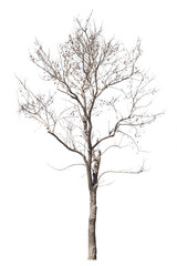 Fototapeta na wymiar dry dead trees in autumn isolated on white background