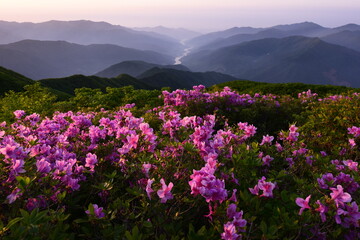 산에 핀 철쭉 Azaleas blooming in the mountains.