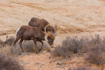 Desert bighorn sheep in red rock mountains
