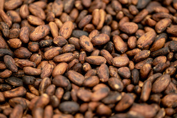 Theobroma cacao bean roasted nut seed for Chocolate making raw material