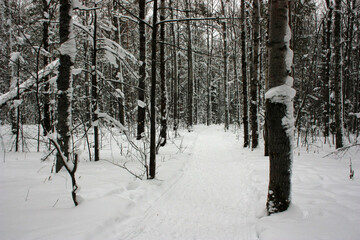Snow trail in winter forest