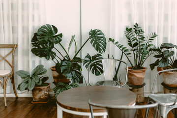 green plant tree for home or cafe indoor modern interior nature decoration
