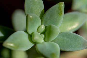 Macro view of Dudley's Greenei a Crassulaceae also known as Greene's liveforever, due to the heartiness of this succulent plant.  Close up view shows plump thick leaves that store water.