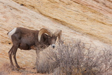 Desert bighorn sheep in red rock mountains