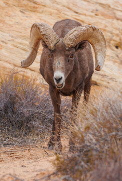 Desert bighorn sheep in red rock mountains