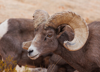 Desert bighorn sheep in red rock mountains