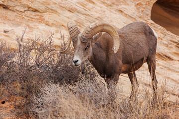 Desert bighorn sheep in red rock mountains