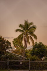 trees at sunset Hause Miami Florida nature coconut tropical 