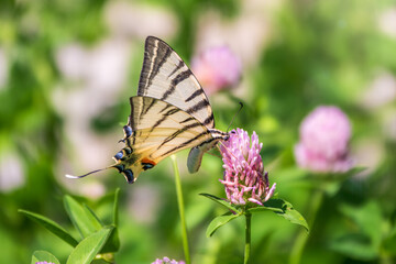 Beautiful Butterfly Scarce Swallowtail, Sail Swallowtail, Pear-tree Swallowtail, Podalirius. Latin name Iphiclides podaliriu. Butterfly collects nectar on flower.