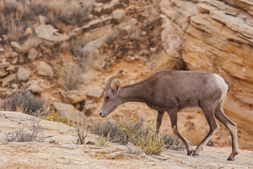 Desert bighorn sheep in red rock mountains
