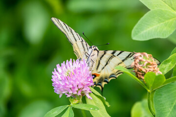 Beautiful Butterfly Scarce Swallowtail, Sail Swallowtail, Pear-tree Swallowtail, Podalirius. Latin name Iphiclides podaliriu. Butterfly collects nectar on flower.
