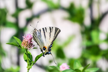 Beautiful Butterfly Scarce Swallowtail, Sail Swallowtail, Pear-tree Swallowtail, Podalirius. Latin name Iphiclides podaliriu. Butterfly collects nectar on flower.